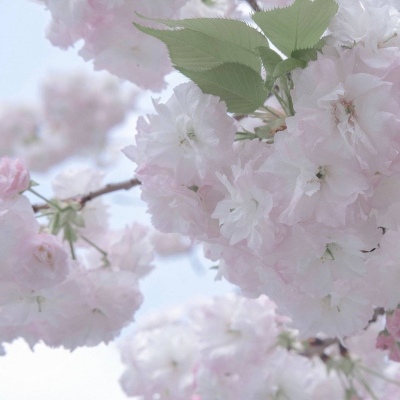 Furry萌系风格设计技巧兽圈群